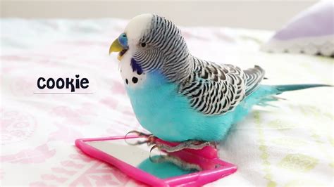 Budgie Singing To Mirror Budgie Sounds Youtube