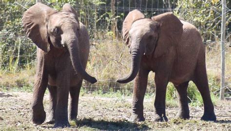 Orphaned Baby Elephants Have Been Adopted By A Wild Herd