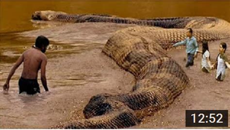Giant Anaconda World S Biggest Python Snake Found In Amazon Rainforest
