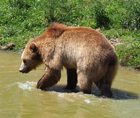 Eurasian Brown Bear Ursus Arctos Arctos 2020 07 12 Zoochat