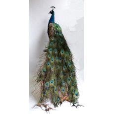 Peacock Taxidermy Pauw