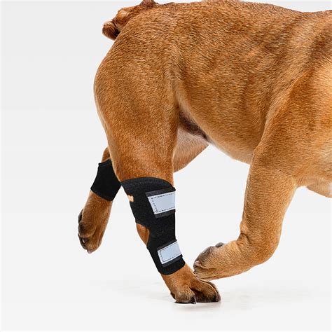 Neoally Rear Leg Hock Brace With Metal Spring Strips Dog Leg Brace