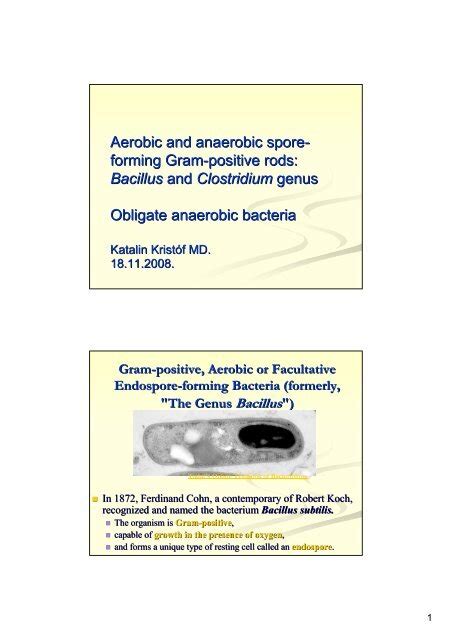 Aerobic And Anaerobic Spore Forming Gram Positive Rods Bacillus