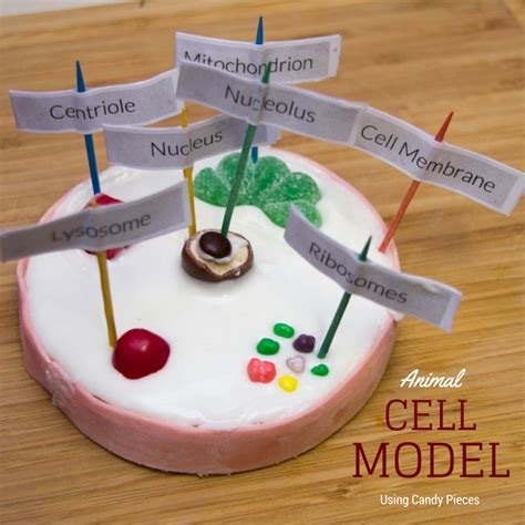 How To Make An Animal Cell Model Using Candy My Little