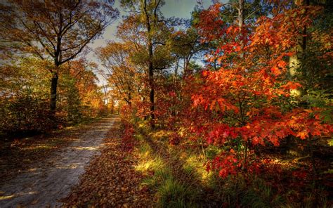 Forest Road Nature Sky Autumn Trees Landscape Wallpapers Hd