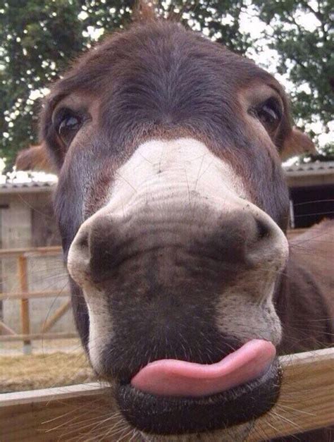 Ha They Always Make Me Smile Donkeys ️ Cute Donkey Cute Funny