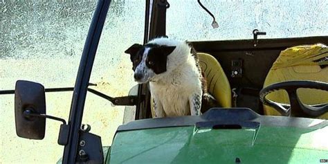Sheepdog Causes Highway Unrest After He Drives A Tractor In The