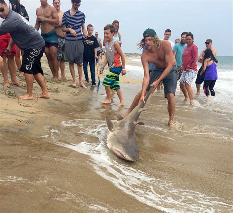 photos of shark caught at nc beach