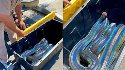 Incredible Rainbow Reticulated Python Leaves Internet In Awe Watch The