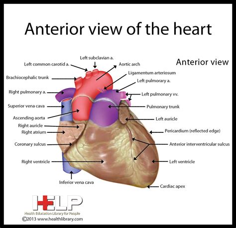 Label This Anterior View Of The Human Heart Labels My Xxx Hot Girl