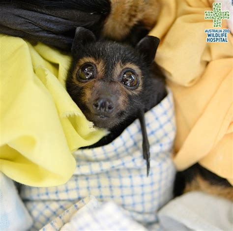 Australia Zoo On Twitter Naww 😍 These Young Spectacled Flying Foxes