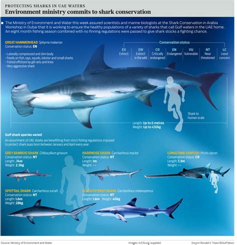 Uae Laws Aim To Prevent Shark Overfishing Shark Conservation Shark