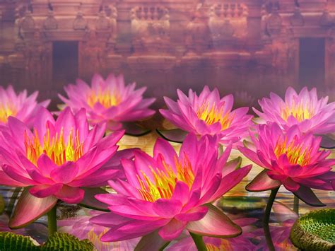 Pink Lotus Flowers Water Lilies Hd Wallpaper For Desktop