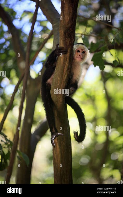 Auf Baum On Tree Maennlich Male Monkey Monkeys Primate Primates
