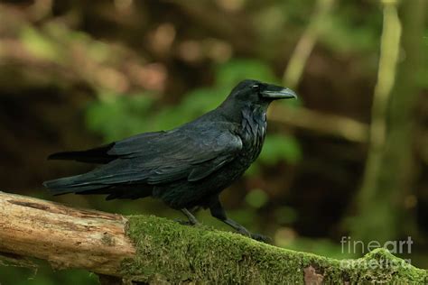 Common Raven In Sitka Forest 3 Photograph By Nancy Gleason Pixels
