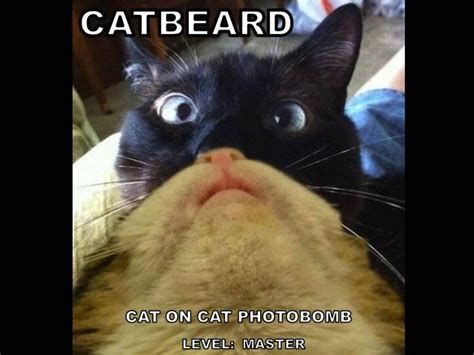 Image 550673 Cat Beards Know Your Meme