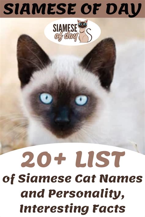20 List Of Siamese Cat Names And Personality Interesting Facts