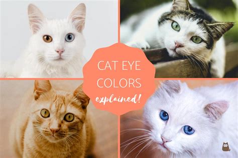 Most Common Cat Eye Color And Their Meaning Cat Eye Colors Explained