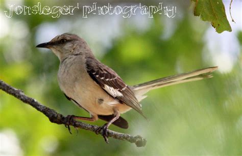 Check spelling or type a new query. Northern Illinois Birder: Texas Birds