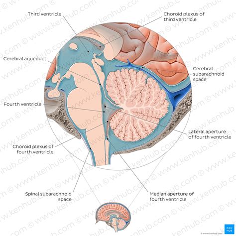 Cerebrospinal Fluid Flow Anatomy And Functions Kenhub