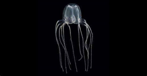 Jellyfish Are Smarter Than You Think Research News