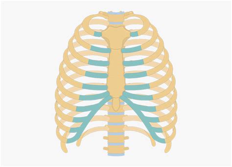Structure Of The Ribcage And Ribs Unlabeled Rib Cage Diagram Hd Png