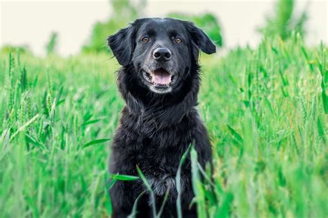 6 Dogs That Look Like Black Golden Retrievers With Pictures Golden