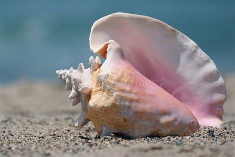 Conch Shell On Beach Pink And White Conch Shell On Sand Aff Beach