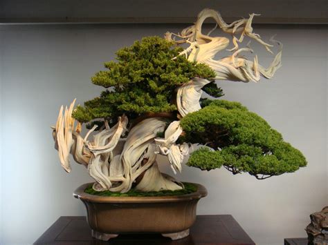 If you are looking for something. 10 Most Beautiful Bonsai Trees In The World