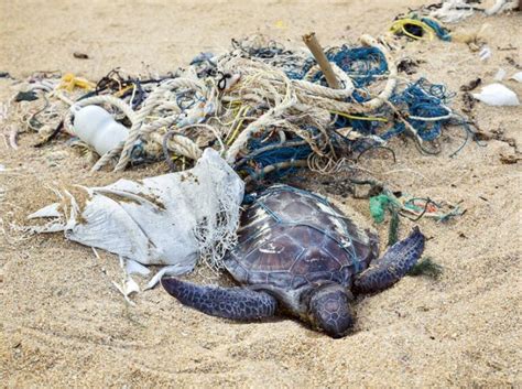 Sea Turtles Importance Threats And How You Can Save Them Miasara