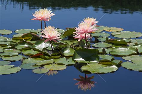 Beautiful Water Lilies In A Pond Rob Lang Images Licensing And