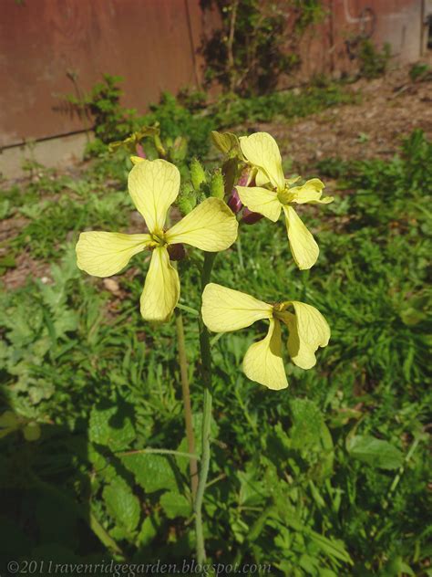 Raven Ridge Gardens Mellow Yellow Monday Yellow Rocket Flowers