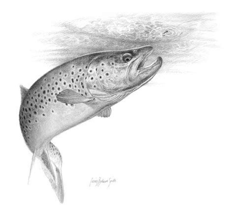 Brown Trout Rising Brown Trout Fly Fishing Art Fly Fishing