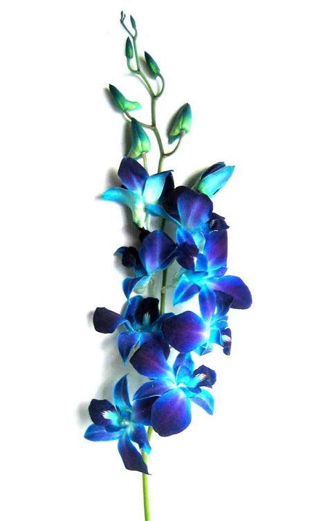 silk dendrobium galaxy blue orchids dendrobium orchid guide tips from the expert