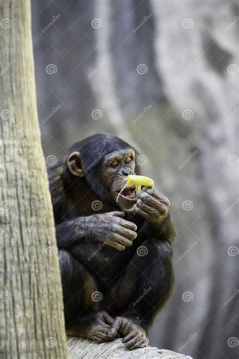 Chimpanzee Eating A Yellow Banana Stock Photo Image Of Chimp Congo