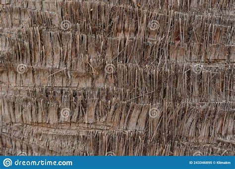 Detail Of The Trunk Of A Washingtonia Palm Tree Stock Image Image Of