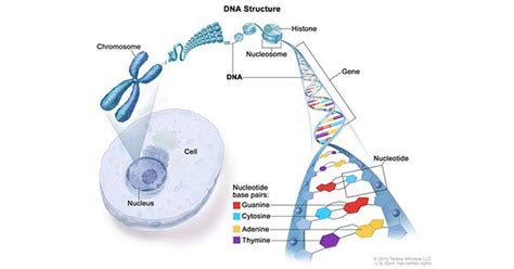 Genetic Leukemia Prognosis The Genetics Of Cancer