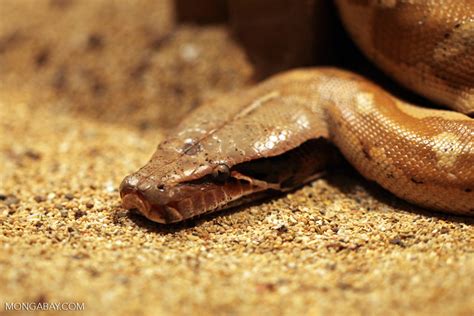 Borneo Short Tailed Python Python Curtus Brongersmai