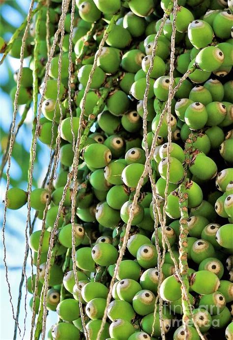 Palm Tree Seed Pods Pictures F