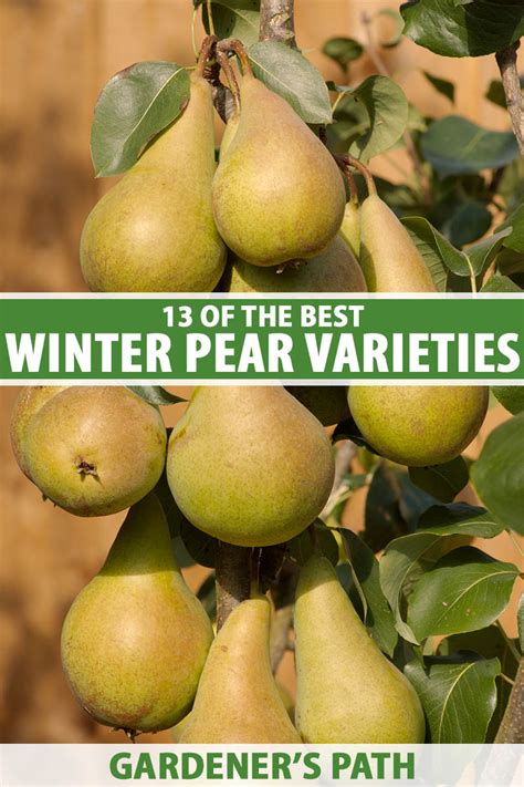 13 Of The Best Winter Pear Varieties To Grow At Home