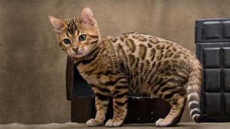 Cats That Look Like Tigers 7 Breeds Revealed