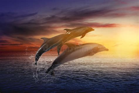 Beautiful Bottlenose Dolphins Jumping Out Of Sea At Sunset Stock