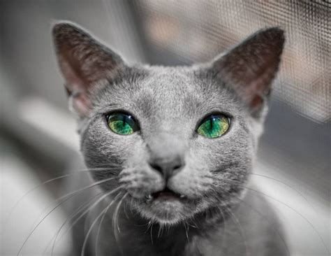 Xafi And Auri Are Two Russian Blue Cat Sisters With Mesmerizing Green