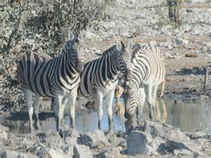 Namibia Saffies And Aussies On Safari Day 9 Diary Of An