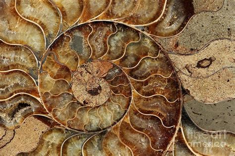 Ammonite Fossil Photograph By Lori Bristow Fine Art America