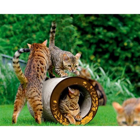 Pelbagai definisi dan data geografi disampaikan oleh organisasi dan individu untuk mengklasifikasikan kumpulan etnik di asia. cat-on Kratzmöbel Le Tube Asia orange Blumen auf braun ...