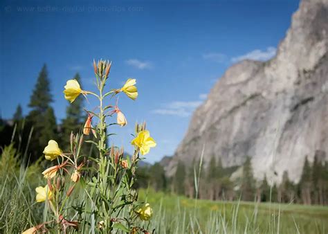 9 Simple Examples Of Depth Of Field To Help You To Take Better Photos