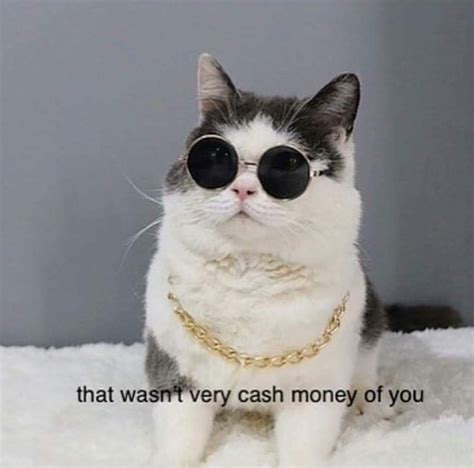 24 Stupid Cat Pics And Memes That Ll Have You Feline Good Stupid Cat