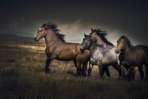 Behold Freedom Wild Mustangs Of Onaqui Mountains Horse Nation