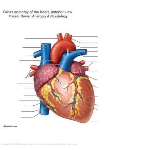 Heart Labeling Anterior View Diagram Quizlet